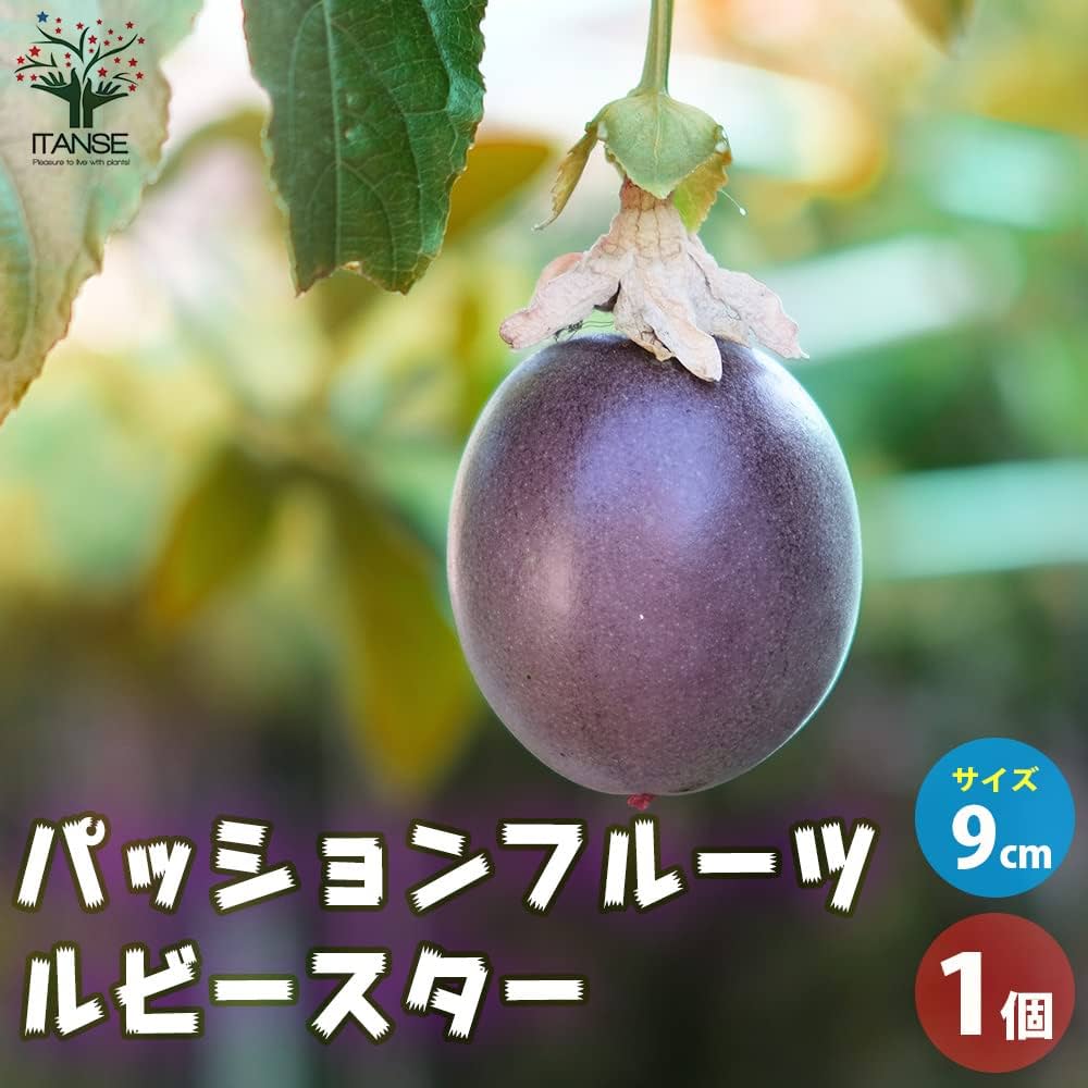 パッションフルーツの苗問い合わせ 楽天市場】【マラソン期間☆Pアップ】パッションフルーツ紫玉の